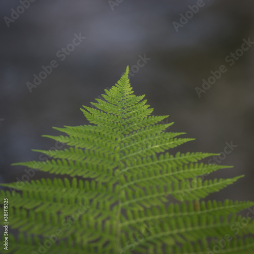 Fern leaf in the forest.