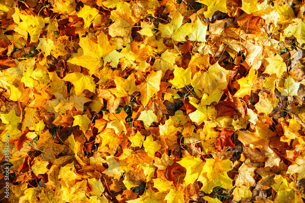 Autumn multicolored maple leaves, top view. Background from yellow, orange, red leaves. Autumn texture Autumn multicolored maple leaves, top view. Background from yellow, orange, red leaves. Autumn texture