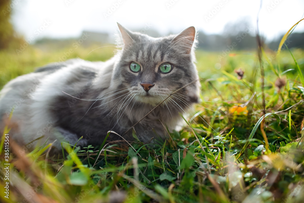 A cat looking to the side and sitting in the green grass, close-up. Portrait of a fluffy, gray cat with green eyes, outdoors