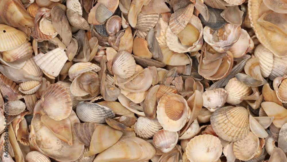 Seashell background, lots of different seashells piled together. Macro shot of beautiful seashells. Seashell background, lots of different seashells piled together. Macro shot of beautiful seashells.