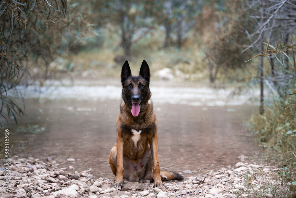 Belgian Malinois dog sitting by the river Belgian Malinois dog sitting by the river