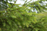 Green bright branches of a Christmas tree. Christmas background.