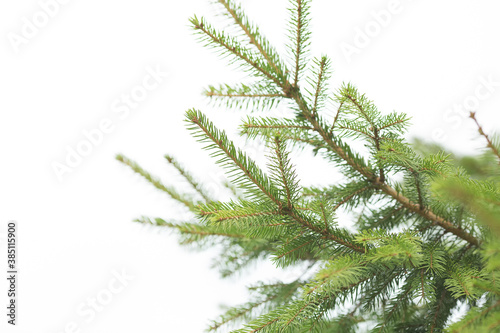 Green bright branches of a Christmas tree on a white horizontal background. Christmas background.