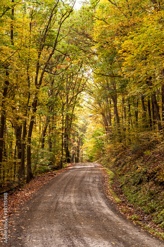 A dirt road through fall woods on a sunny day in Warren County, Pennsylvania, USA