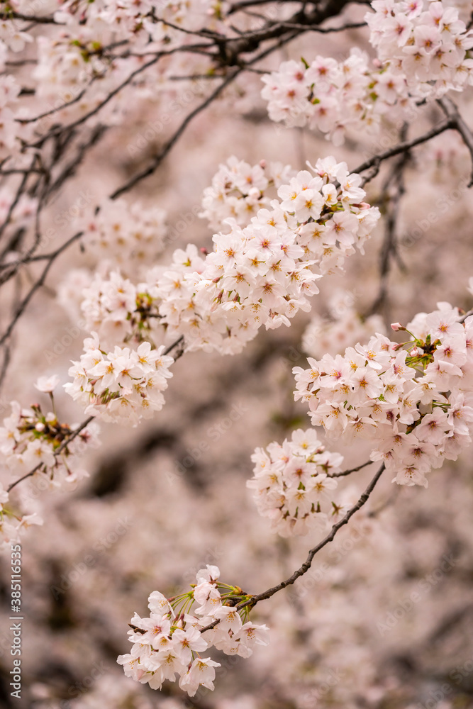 Beautiful cherry blossom, sakura flower, in Japan Beautiful cherry blossom, sakura flower, in Japan