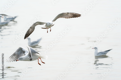 seagull in flight on tropical beach and coastline © pushish images