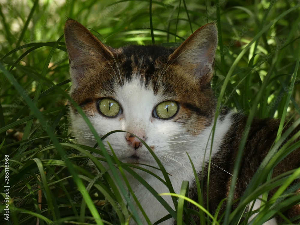 Green-eyed white & grey cat hiding in the green grass