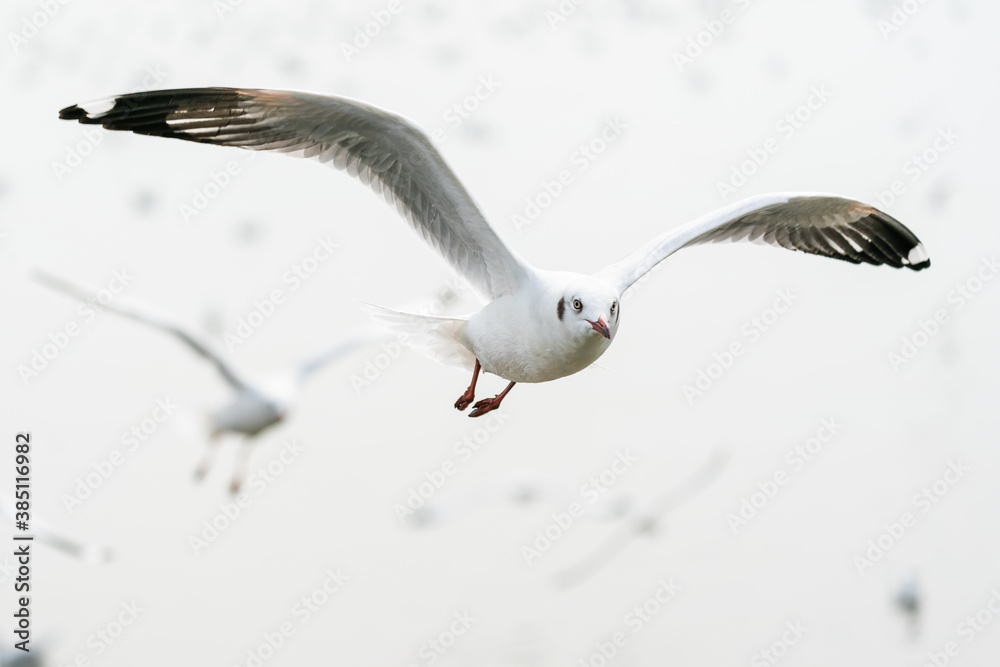 Fototapeta premium flying seagulls in coastline of tropical sea in Thailand