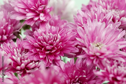 Pink chrysanthemum flowers close up on green background full frame . Poster. Floral card