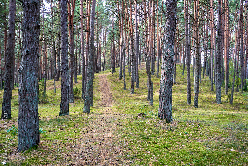 Obraz premium Footpath in the woods full of pine trees