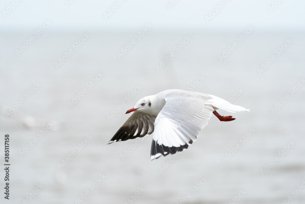 seagull in flight on tropical beach and coastline seagull in flight on tropical beach and coastline
