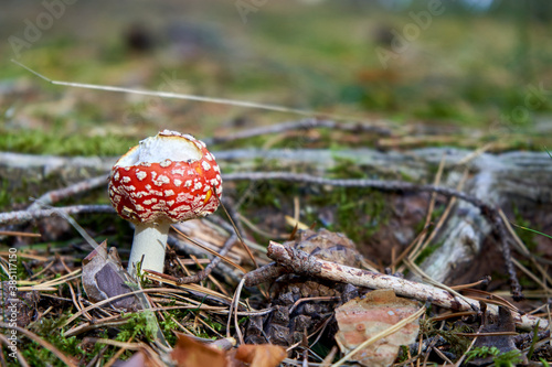 Poisonous Amanita muscaria fly mushroom in the forest