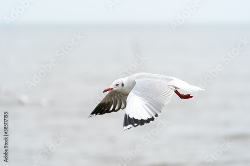 seagull in flight on tropical beach and coastline