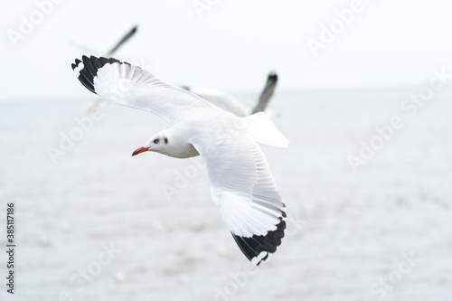 seagull in flight on tropical beach and coastline