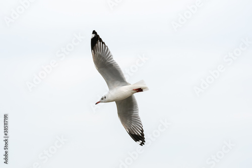 seagull in flight on tropical beach and coastline