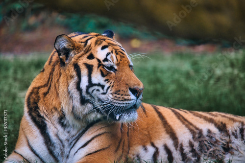 Tigre