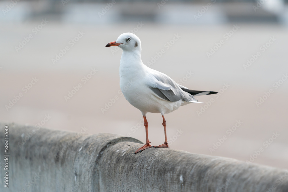 flying seagulls in coastline of tropical sea in Thailand flying seagulls in coastline of tropical sea in Thailand