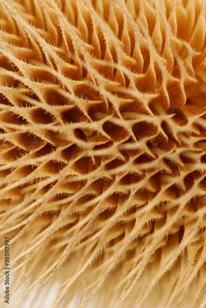Dry plant thorns close up texture. Macro flower full frame background. Dry plant thorns close up texture. Macro flower full frame background.
