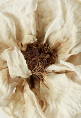 Keuken achterwand Beige Gedroogde roos op beige achtergrond  © irenastar
