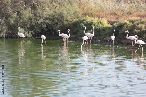 Camargue