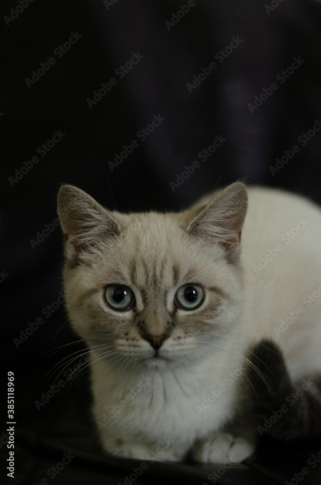 Scottish eared kitten of ash color on a dark leather sofa