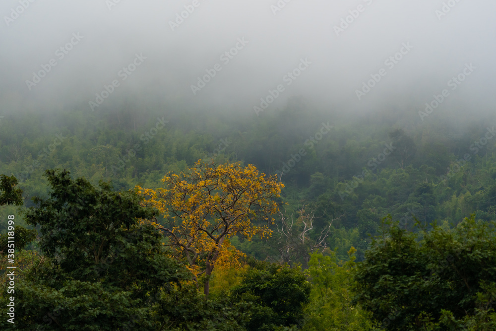 Morning fog in tropical forest Morning fog in tropical forest
