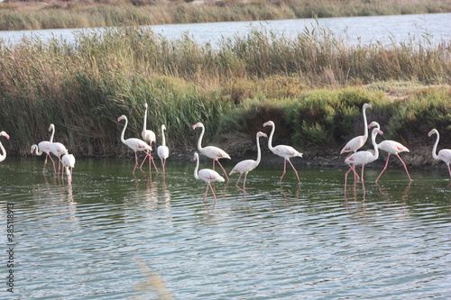 flamant rose en Camargue 