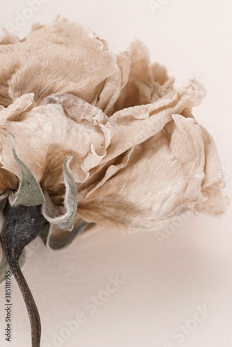 dry flower rose close up beige background full frame. Macro flower. Minimal floral card. interior poster