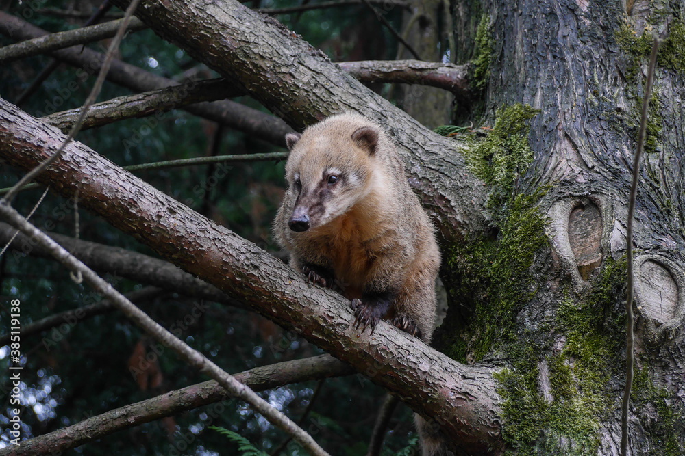 Obraz premium coati dans parc zoologique