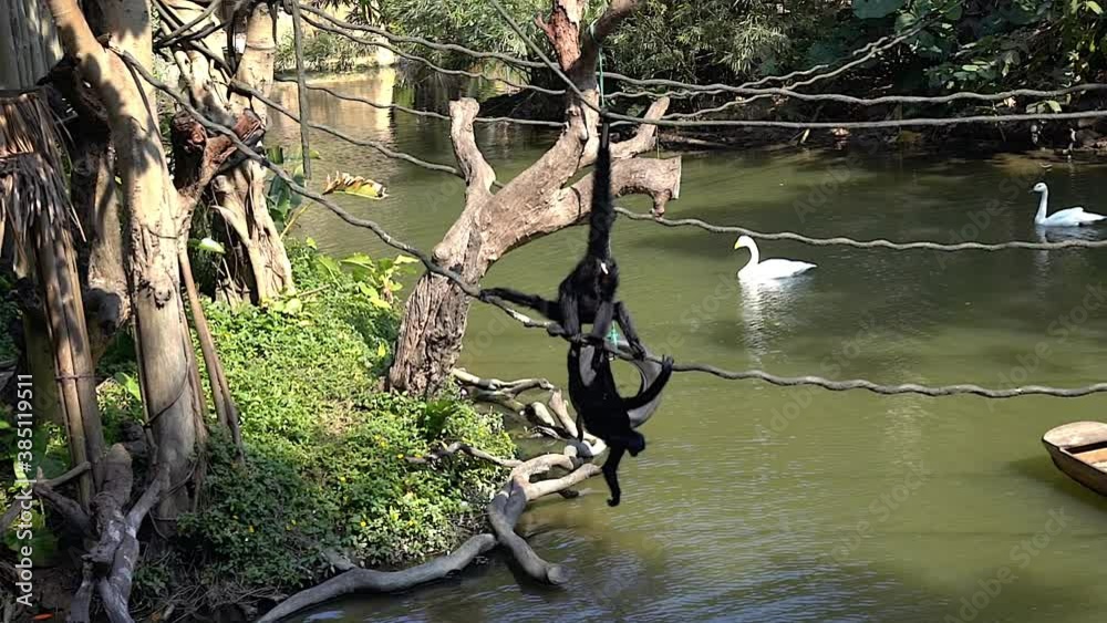 red-faced spider monkey in zoo