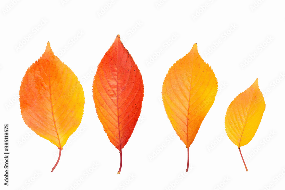 Obraz premium 桜の落ち葉