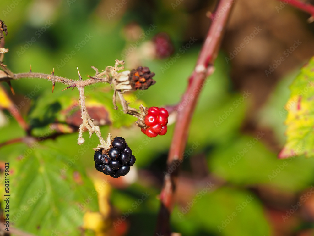 ON BUSH HANGING UNRIPE AND RIPE RASPBERRIES ON BUSH HANGING UNRIPE AND RIPE RASPBERRIES