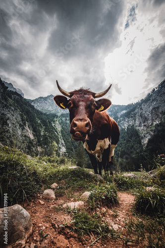 Auf der Alm da steht ne Kuh und zeigt ihre Zunge - Berchtesgaden - Röthbachfall © christian-haidl.de