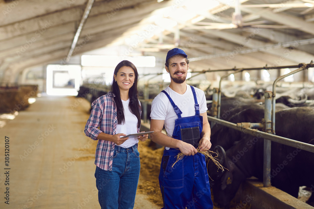 Happy dairy farm workers with tablet standing near stables with black buffalos in big barn Happy dairy farm workers with tablet standing near stables with black buffalos in big barn