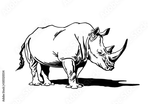 Vector  rhinoceros isolated on white, graphical illustration