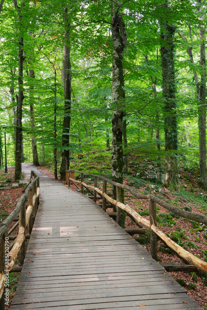 Obraz premium Forest path in Plitvice National Park, Croatia, Europe 