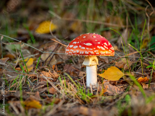 toadstool with its red hat and white dots stands on the forest floor