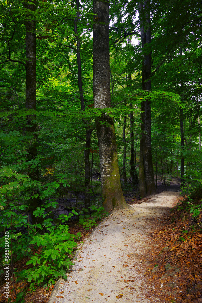 Naklejka premium Forest path in Plitvice National Park, Croatia, Europe