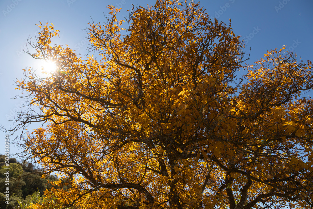 A beautiful walnut tree, dressed in autumn with yellow leaves, poses in silence among the sunny fields near the small town of Orés, in the Cinco Villas region, Zaragoza, Spain. A beautiful walnut tree, dressed in autumn with yellow leaves, poses in silence among the sunny fields near the small town of Orés, in the Cinco Villas region, Zaragoza, Spain.