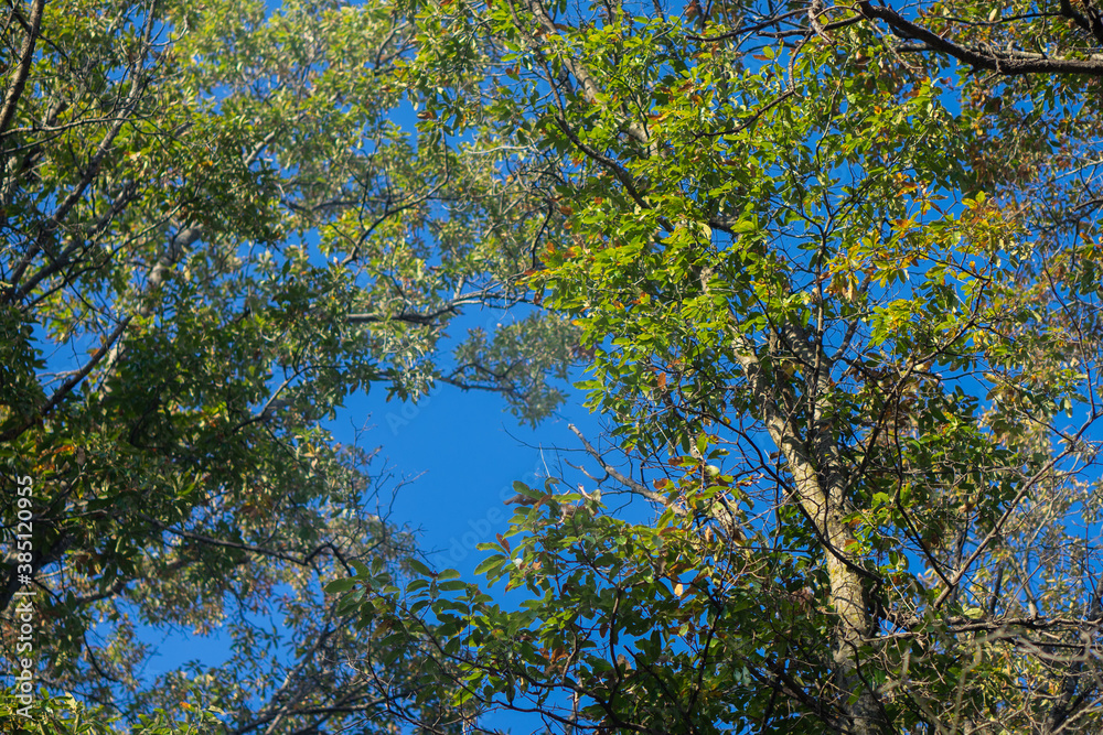 Fototapeta premium leaves against blue sky