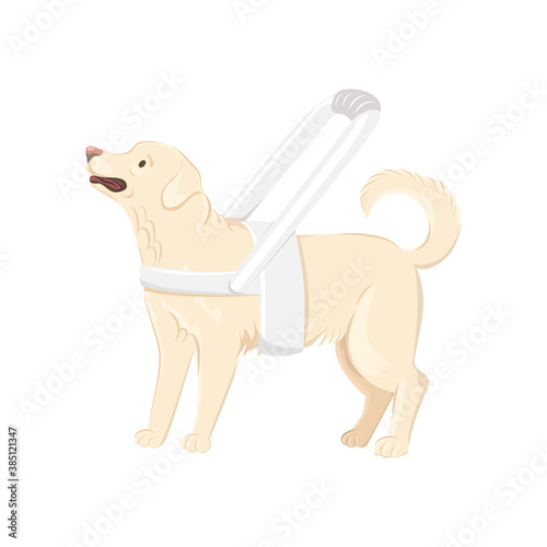 Guide dog wears white harness with long handle vector illustration. Labrador Retriever with white harness isolated on white background.
