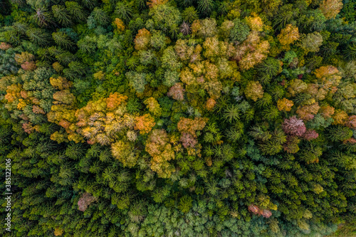 Aerial view of the colorful autumn forest © smiltena