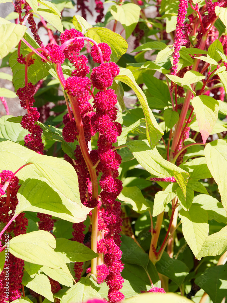 Red Amaranthus Caudatus or Love-lies-bleeding, bushy plant with large ovate leaves and drooping of red tiny flowers Red Amaranthus Caudatus or Love-lies-bleeding, bushy plant with large ovate leaves and drooping of red tiny flowers