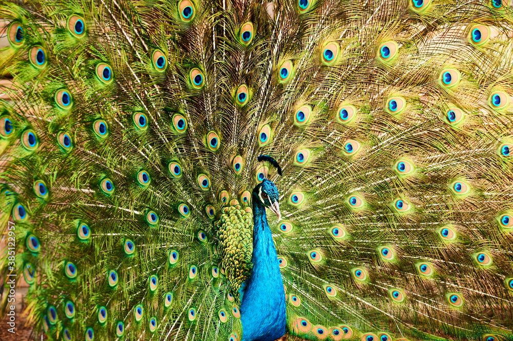 Obraz premium Close up of a majestic peacock