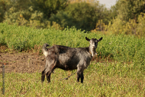 Black goat with out horns  grazing in a meadow. Funny goat on a leash eats a green grass.  Goat grazing on pasture. 