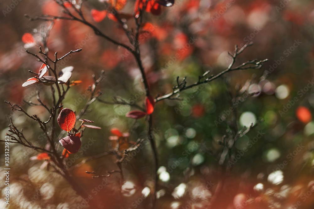 Red and green autumn leaves close-up with beautiful bokeh Red and green autumn leaves close-up with beautiful bokeh