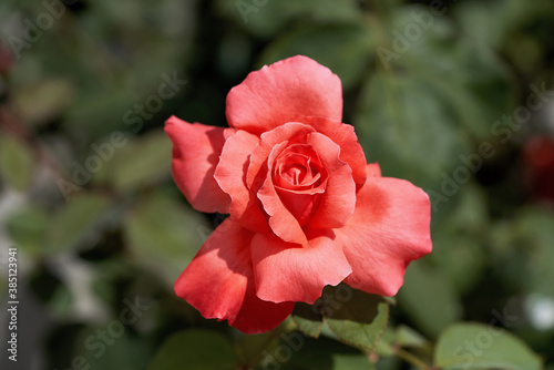 Red rose on a background of green leaves close up