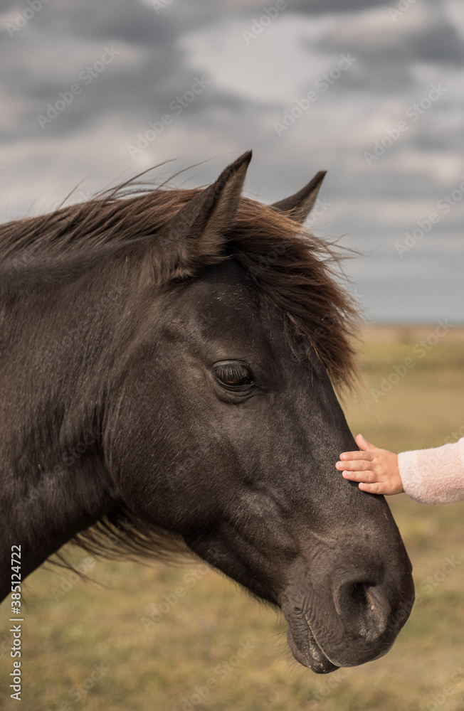 Obraz premium Wild horses in countryside. Animals in wildlife.