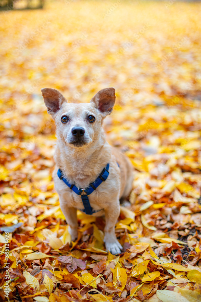 Cute Dog In Utumn Leaves