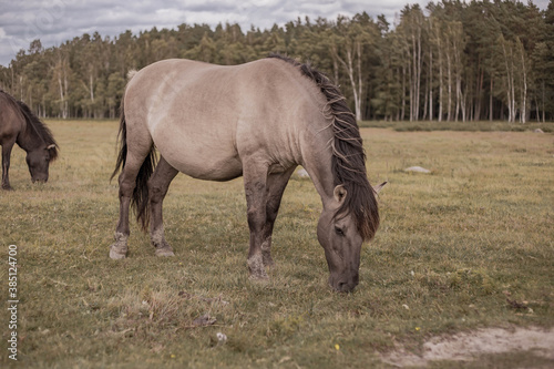 Wild horses in countryside. Animals in wildlife. © Julija